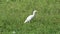 The cattle egret Heron Bird , Nature Video.