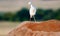 Cattle Egret hitching a rhino ride