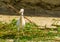 Cattle egret holding a large tree branch, bird collecting branches, bird breeding season in spring, seasonal animal behavior