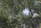 Cattle Egret juvenile in slow motion photography at the tree with yellow flowers