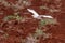 Cattle Egret landing on freshly ploughed farm