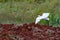 Cattle Egret landing on newly ploughed farmland