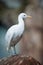 Cattle Egret (lat. Ardeola ibis)