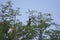 Cattle Egret and Little Cormorant perching on Tamarind Tree