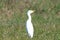 Cattle egret little heron hunter of insects in the savannah or cultivated fields