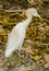 A cattle egret looking for prey