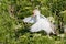 Cattle Egret Making Itself Big To Show Its Dominance