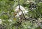 Cattle egret mating