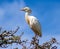 Cattle egret in Montagu, South Africa