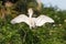 Cattle Egret in the morning sun