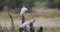 Cattle egret namibia Africa safari wildlife