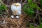 Cattle Egret On Nest