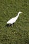 Cattle Egret - Okavango Delta - Botswana