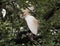 Cattle-egret perched in a tree