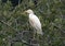 Cattle egret perched in a tree