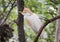 Cattle egret perched in a tree