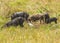 Cattle egret and pigs