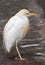 Cattle egret on planked footway