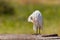 Cattle Egret, Preening