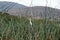 Cattle egret in the reeds