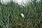 Cattle egret in the reeds