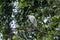 Cattle Egret, resting in trees in the Atlantic Forest, Brazil