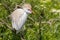 Cattle Egret With Ruffled Breeding Feathers