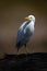 Cattle egret on shoulder of Cape buffalo