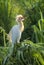 Cattle egret sitting on pine bush