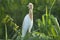 Cattle egret sitting on screwpine bush