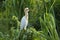 Cattle egret sitting on screwpine bush