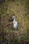 Cattle egret standing in bushes in sunshine