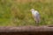 Cattle Egret Standing On Fallen Log