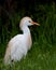 Cattle egret standing in long grass