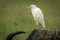Cattle egret stands on head of buffalo