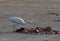 Cattle Egret on Tanji Beach