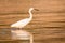 Cattle egret wading in golden water