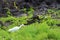 A Cattle Egret walking amongst volcanic rock and groundcover in Kihei, Maui