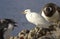 Cattle Egret in winter plumage of Gentoo penguins