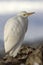 Cattle Egret in winter plumage which sits on rockh Antarctic isl