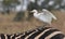 Cattle Egret on Zebra