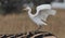 Cattle Egret on Zebra