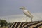 Cattle Egret on Zebra`s back