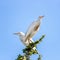 Cattle egrets on an acacia tree in the Masai Mara