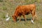 Cattle Egrets with an Alentejana Cow, Alentejo region, Portugal.