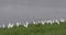 Cattle egrets on shore, Ngorongoro Crater, 4K