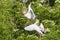 Cattle Egrets Territorial Fight, Squabble