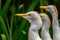 Cattle Egrets waiting for food