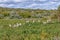 Cattle egrets at a water trough in Postberg near Langebaan on the Atlantic Ocean coast in the Western Cape Province of South