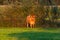 Cattle enjoy the setting sun in a  field while they glow in the warm rays